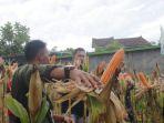 Ribuan-Hektar-Ladang-Jagung-di-Lombok-Timur-Terancam-Gagal-Panen-karena-Dampak-El-Nino.jpg