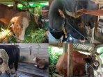 SAPI-KURBAN-PRABOWO-NTB-ALL.jpg