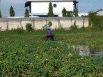 Sawah-Kangkung-Mtr.jpg