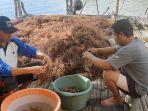 aktivitas-petani-rumput-laut-di-kecamatan-sape-kabupaten-bima.jpg