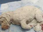 anak-anjing-berusia-3-bulan-ditemukan-berlumuran-lem-dan-gipsum.jpg