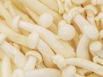 gambar-enoki.jpg