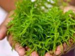 ilustrasi-rumput-laut.jpg