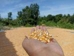 jagung.jpg