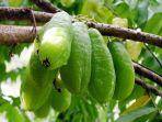 manfaat-belimbing-wuluh-toptropicalscom.jpg