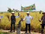 panen-raya-padi-di-Desa-Wanasaba-Lauk.jpg