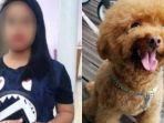 pembantu-lempar-anjing.jpg