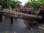 pohon-tumbang-lembar-lombok-barat-1-tewas.jpg
