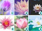 tes-kepribadian-pilih-bunga-lotus-ini-dan-ketahui-situasi-apa-yang-kamu-hadapi.jpg