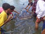 warga-berusaha-menolong-ikan-hiu-paus.jpg