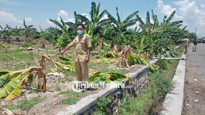 50 Batang Pohon Pisang Jadi Sasaran 9 Anak di Lamongan yang Tiru Video Viral