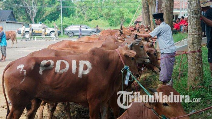 SAPI - Menjelang Hari Raya Iduladha 1447 Hijriah/2026 Masehi, Ketua Badan Anggaran DPR RI, MH Said Abdullah menyalurkan ratusan hewan kurban untuk masyarakat di wilayah Madura, Selasa (26/5/2026). Tahun ini, sebanyak 298 ekor sapi kurban didistribusikan ke berbagai daerah di empat kabupaten di Pulau Madura.