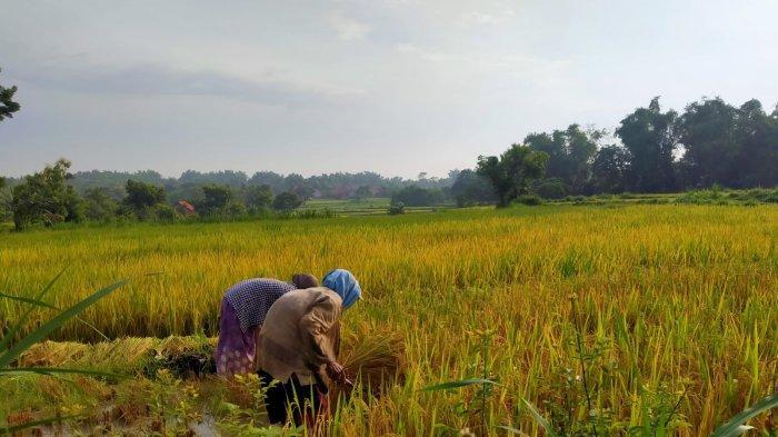 Ekonomi Sampang Turun 1,3 Persen, Pemkab Gaspol Pada 2 Program Ini: Kemiskinan Bisa Kita Tekan