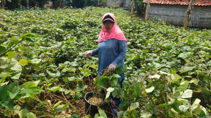 Petani Kacang Hijau di Sampang Panen Lebih Awal Sebelum Lebaran, Keluhkan Harga Jual Rendah