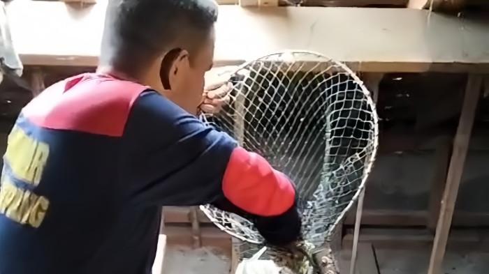 Heroik, Damkar Sampang Turun Tangan Evakuasi 8 Burung Hantu Bersarang di Rumah Warga Jrengik