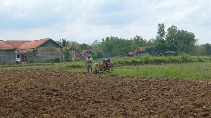 Hujan Turun, Petani Padi di Sampang Gembira, Mulai Garap Sawah, Pemkab: Stok Pupuk Subsidi Aman