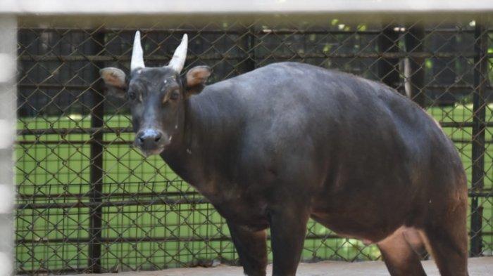 Koleksi Anoa di Kebun Binatang Surabaya Berkurang Satu, Ternyata Mati Akibat Hal ini
