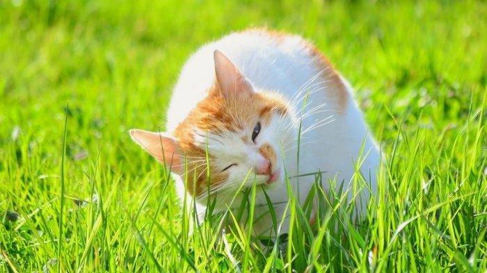 Simak 9 Arti Mimpi Tentang Kucing, Menghadapi Pertengkaran Hingga Keinginan Membantu Orang Lain