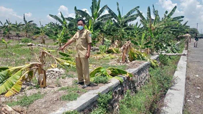 Bikin Konten 'Salam dari Binjai' Sekitar 50 Pohon Pisang di Lamongan Rusak, Pelaku Kegirangan