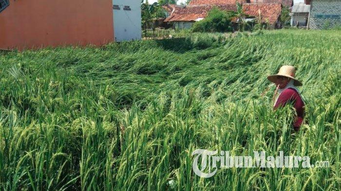 Diterjang Hujan Lebat dan Angin Kencang, Sawah Padi di Pamekasan Terancam Gagal Panen