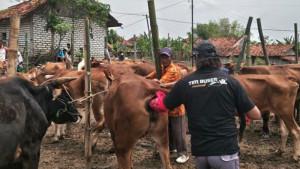 Inseminasi-buatan-ke-sapi.jpg