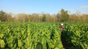 PETANI-RESAH-Petani-saat-mengecek-tanaman-tembakau-Minggu-2192025.jpg