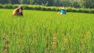 Petani-padi-di-Kabupaten-Sampang-saat-menanam-padi-pada-musim-tanam-tahun-lalu.jpg