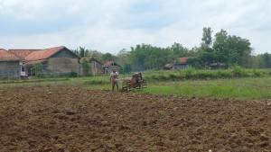 STOK-AMAN-Soim-salah-satu-petani-di-Desa-Daleman-Kecamatan-Kedungdun.jpg