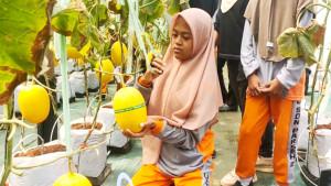 Siswa-kelas-VI-SDN-Parseh-2-mengunjungi-lokasi-Wisata-Petik-Melon-Tanean-Farm.jpg