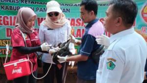 Unggas-peternak-rakyat-Pamekasan-divaksin-Newcastle-Disease-ND-dan-flu-burung.jpg