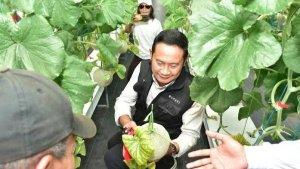 bupati-yuhronur-efendi-panen-perdana-tanam-melon-hidroponik.jpg