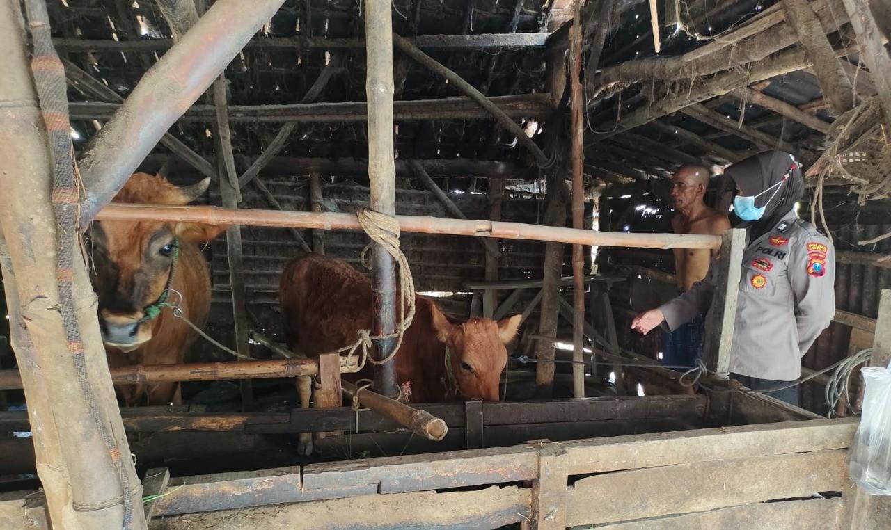 Polwan di Bangkalan Blusukan ke Kandang Sapi, Beri Dukungan Moril ke Peternak, Ini Imbauannya