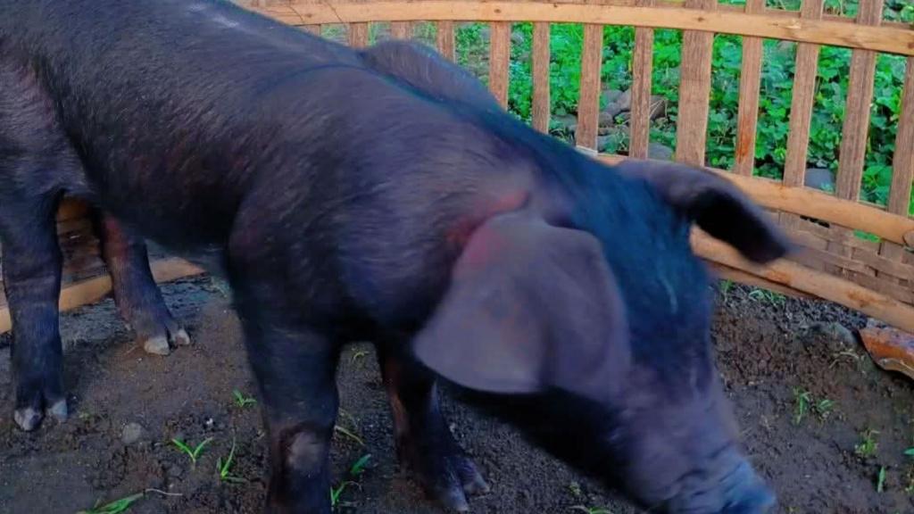 Babi-yang-ditangkap-di-Desa-Pakel-Kecamatan-Ngantru-Kabupaten-Tulungagung.jpg
