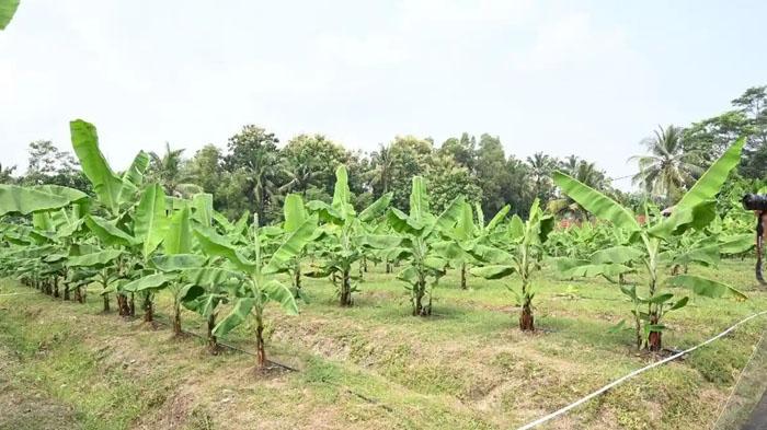 Komoditas Pertanian Khas Sumenep Pisang Kapok hingga Padi Kangean Segera Didaftarkan ke Kementan