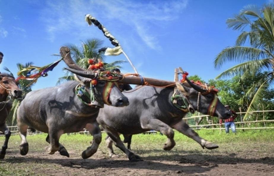 Kerapan-kerbau-di-Pulau-Kangean-Kabupaten-Sumenep.jpg