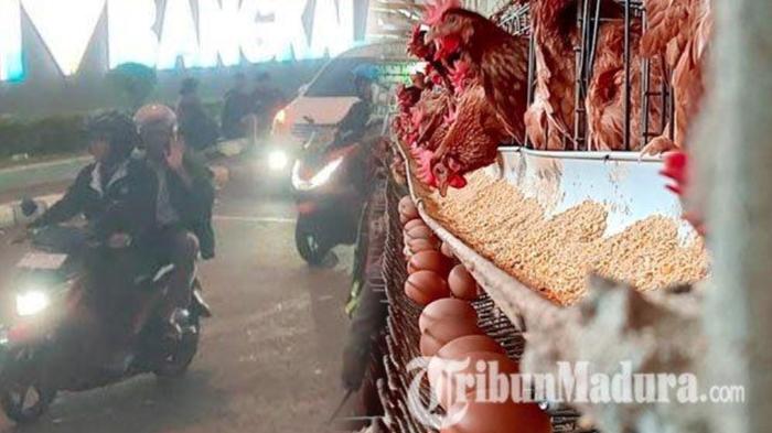 Madura-Terpopuler-Toron-Jelang-Iduladha-2026-hingga-Harga-Telur-Ayam-di-Sampang.jpg