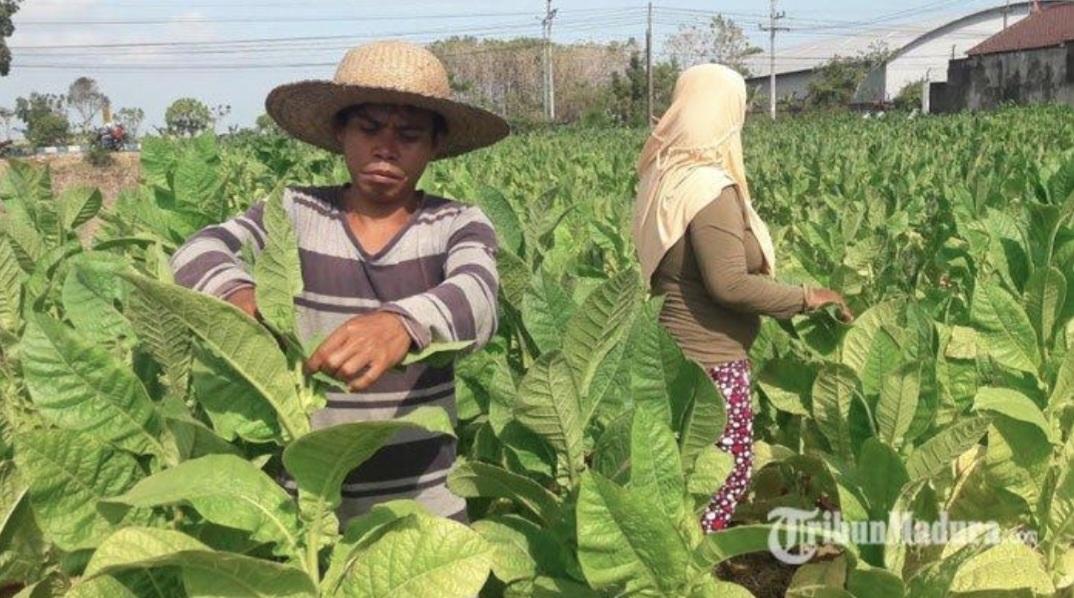 NIHIL-PENGURUSAN-IZIN-PEMBELIAN-TEMBAKAU-2025-Salah-satu-peta.jpg