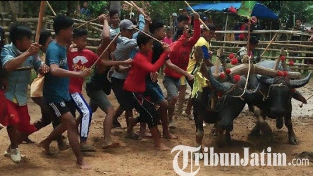 Pajhiran-adalah-lomba-balapan-kerbau-event-unggulan-budaya-masyarakat-pulau-Kangean.jpg