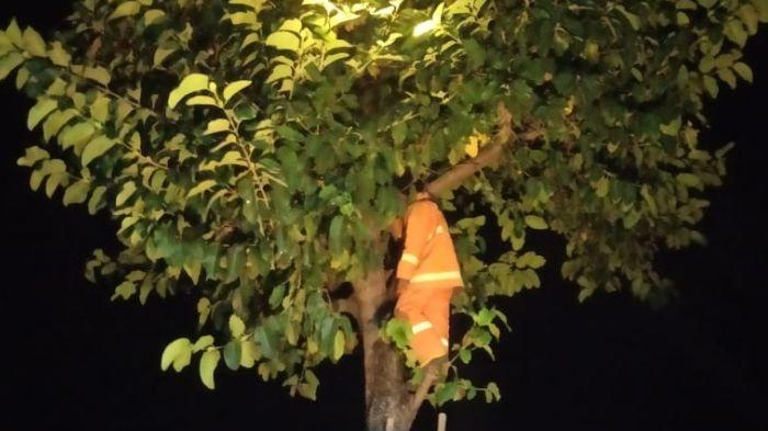 Teror Ular Kobra Bikin Warga Resah, Tim Damkar Turun Tangan Amankan Ular