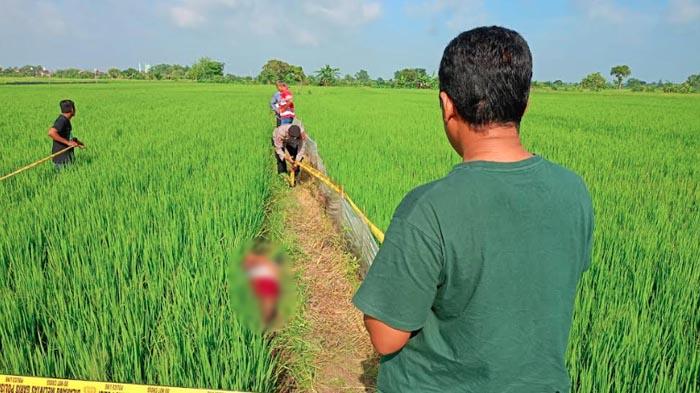 KRONOLOGI Penemuan Jasad Pria Tanpa Identitas di area Persawahan Benjeng Gresik