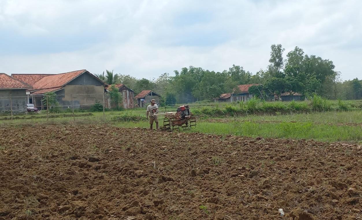STOK-AMAN-Soim-salah-satu-petani-di-Desa-Daleman-Kecamatan-Kedungdun.jpg