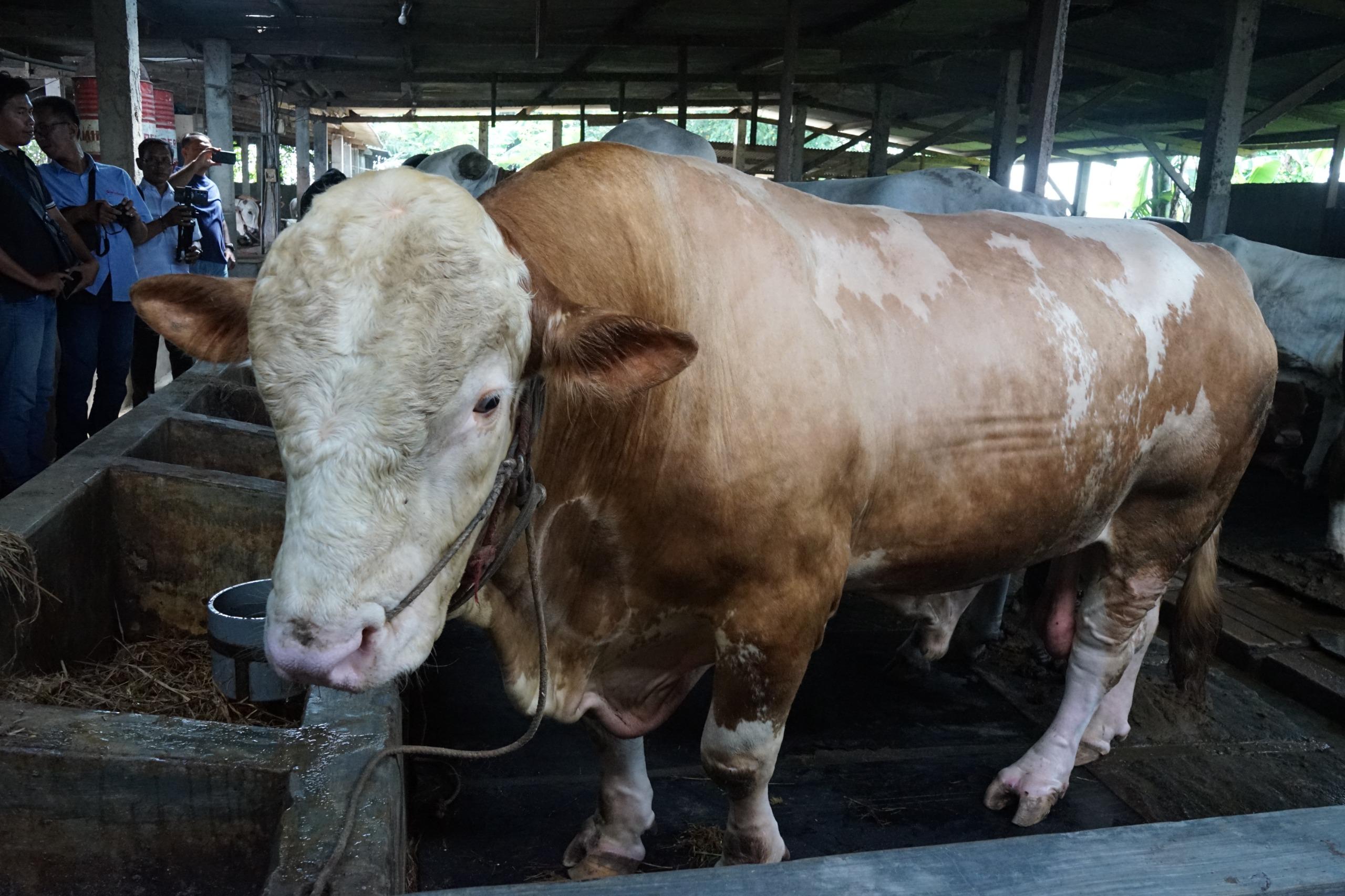 Penampakan Sapi Kurban Presiden Prabowo Beli di Sidoarjo, Berjenis Simmental Berbobot 1,08 Ton