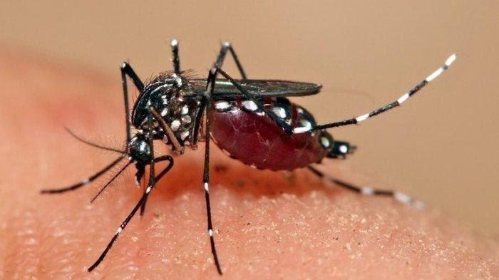 Kasus Demam Berdarah Dengue di Sampang Menunjukkan Tren Peningkatan, 5 Bulan Ratusan Orang Terserang