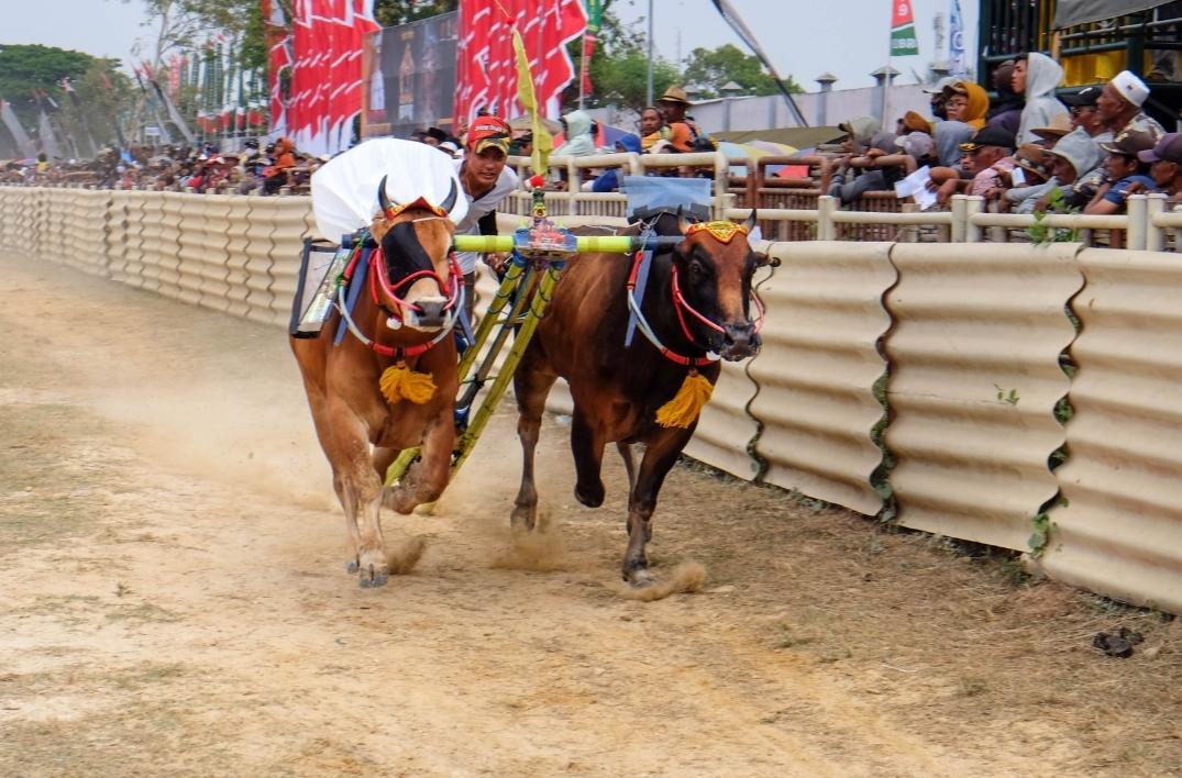 Karapan Sapi dalam Kajian Mahasiswa Unair, Tradisi, Identitas dan Masa Depan Budaya Madura