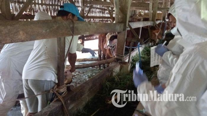 Suspek PMK Meluas di 3 Kecamatan Bangkalan, Tim Lab BBVet Wates Yogyakarta Meluncur ke Bangkalan