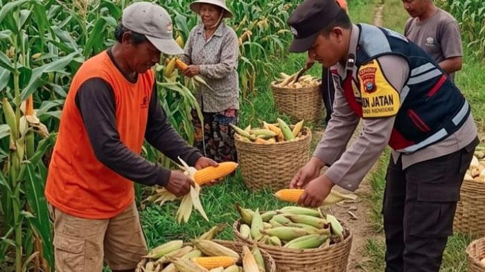 ilustrasi-jagung-Bhabinkamtibmas-Desa-Torbang-Sumenep-ilustrasi-ladang-jagung.jpg