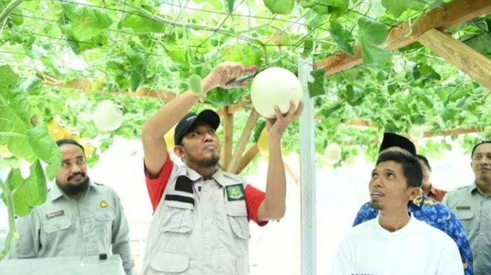 ilustrasi-melon-Bupati-Sumenep-Achmad-Fauzi-Wongsojudo-meninjau-kawasan-smart-farming-hortikultura.jpg