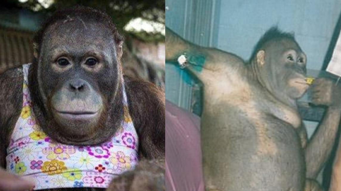 Kondisi Pony Orangutan usai Dijadikan Pelacur, Trauma dengan Mantan Tuan, Tak Bisa Dilepasliarkan?