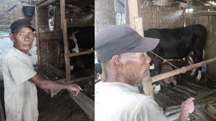 pemilik-menunjukkan-kandang-sapi-tempat-sapi-belasan-juta-miliknya-raib.jpg