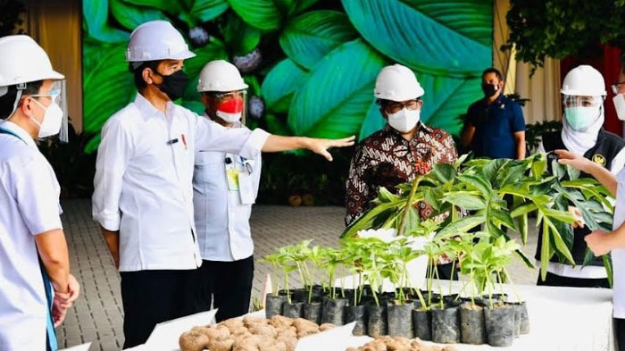Presiden Jokowi Minta Pengembangan Olahan Porang di Madiun Diseriusi, Bisa Jadi Nilai Tambah Petani